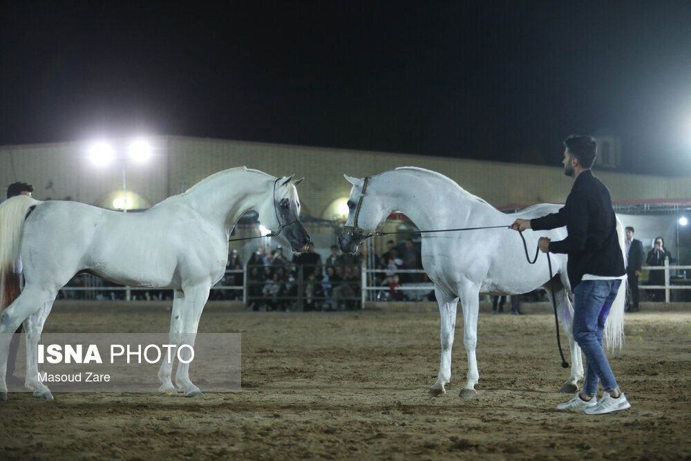زیباترین اسب ایران انتخاب شد + تصاویر