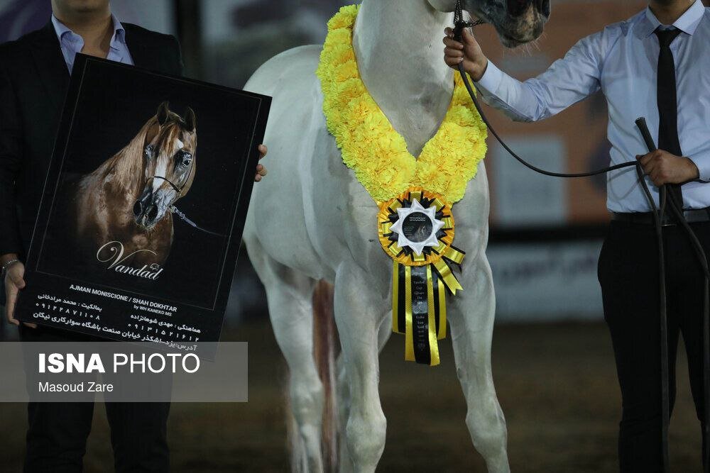 زیباترین اسب ایران انتخاب شد + تصاویر