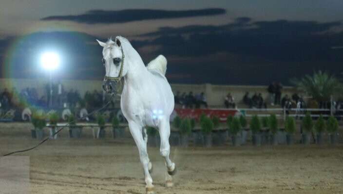 زیباترین اسب ایران انتخاب شد + تصاویر