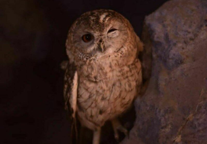 گونه کمیاب جغد