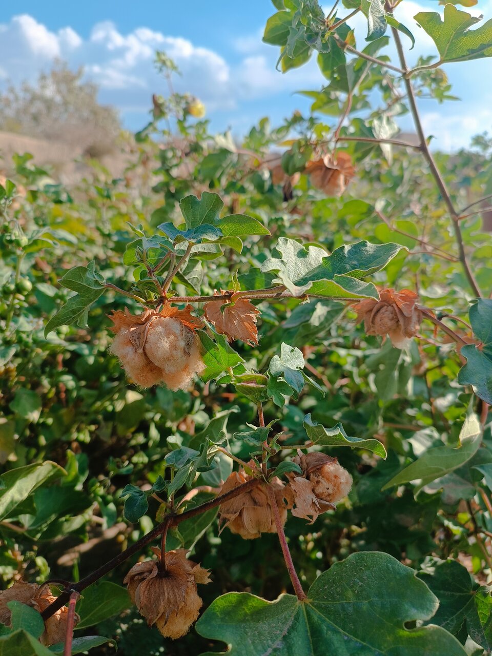 اینجا شهر ملی پنبه است