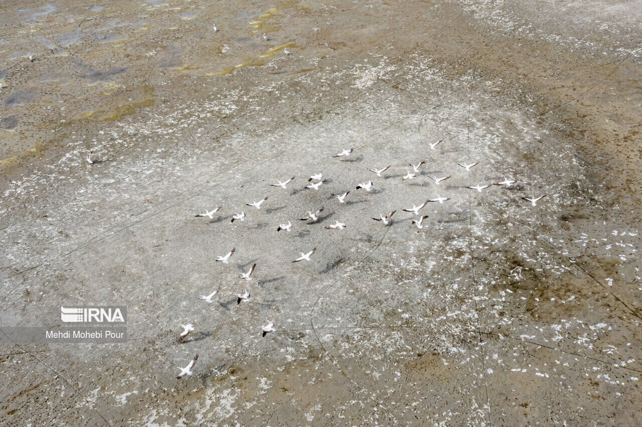 تراز دریاچه ارومیه گفتن ندارد | یوزپلنگ ایرانی به ۲۶ فرد رسید