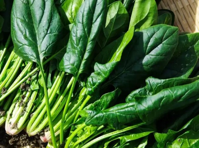 راهکارهایی برای ذخیره طولانی مدت اسفناج | چطور برگهای سبز این گیاه را ترد نگه داریم؟