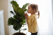 ۷ نوع از محبوب ترین گیاه آپارتمانی سال ۲۰۲۴