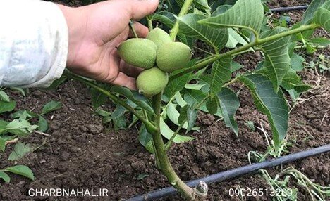 شروع پیش فروش نهال اصلاح شده