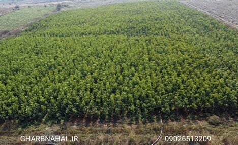 شروع پیش فروش نهال اصلاح شده