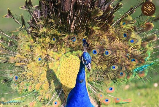 طاووس‌های باشکوه در جاده شیخ زاید دبی
