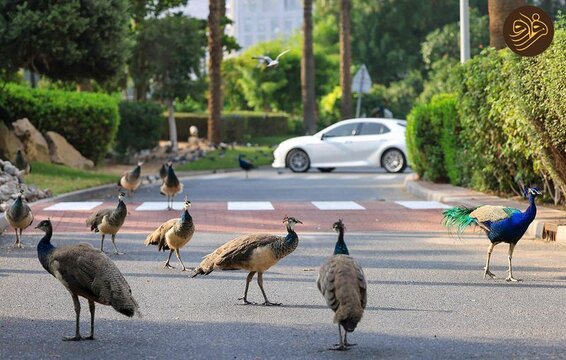 طاووس‌های باشکوه در جاده شیخ زاید دبی