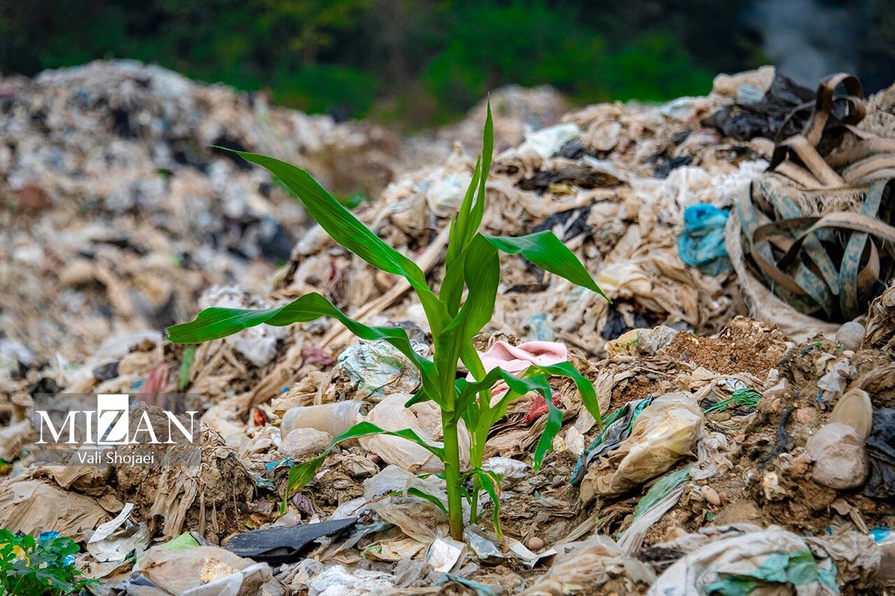 عکس | رویش عجیب گیاه در میان انبوه زباله های جنگ های هیرکانی