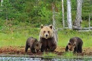 ببینید | گیر افتادن خرس و دو توله‌اش داخل استخر در منطقه دنا | مادر به شدت عصبانی است