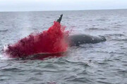 ببینید | لحظه هولناک انفجار نهنگ در میان اقیانوس!