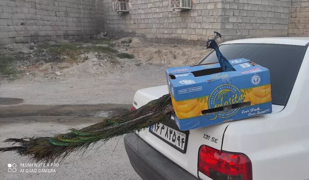 تصویر عجیب یک طاووس بر روی یک پراید