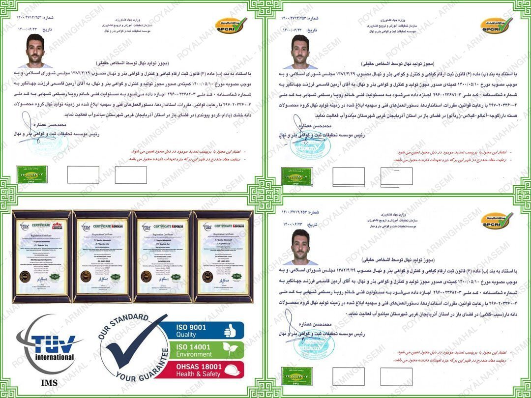 تولید 200 هزار نهال گردو پیوندی لیبل دار در نهالستان رویال نهال