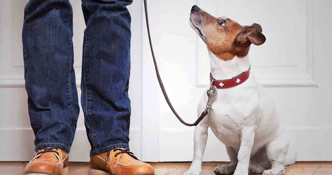 قانون در مورد نگهداری سگ چه می‌گوید؟ | صاحب حیوان ضامن او است؟