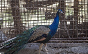ببینید | قاچاقچی‌ها طاووس‌ها را اینگونه بسته‌بندی می‌کنند!