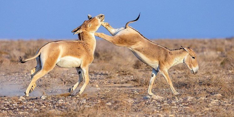 گورخر ایرانی