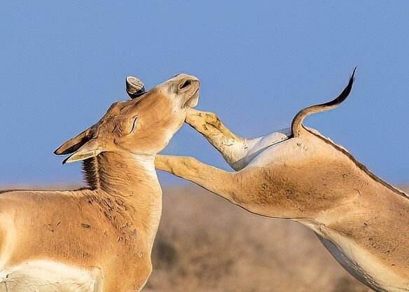 گورخر ایرانی