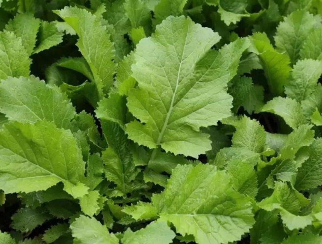 ۵ سبزی خوشمزه که به تناسب اندام و گرم شدن بدن کمک می‌کند