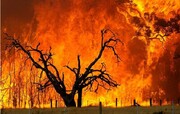 ببینید | آتش‌سوزی مهیب در جنگل‌های آستارا