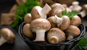 قارچ چند شد؟ | قارچ را در میادین ۳۰ درصد ارزان‌تر بخرید