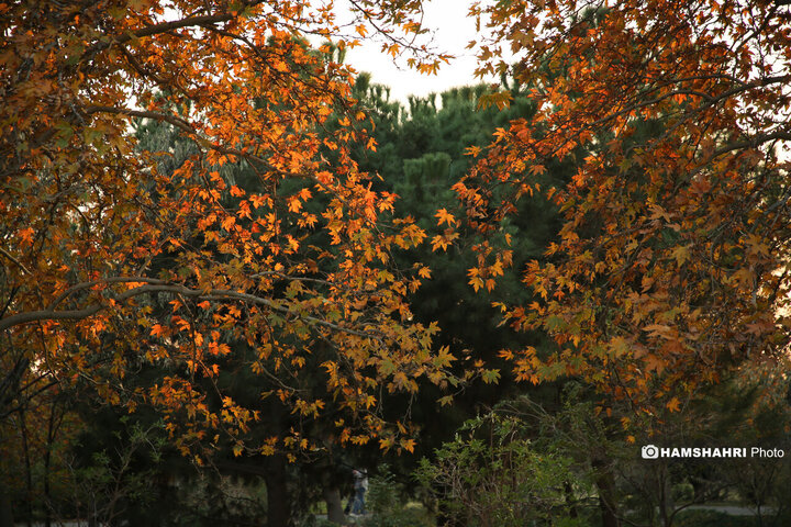 پاییز هزار رنگ در باغ گیاه شناسی