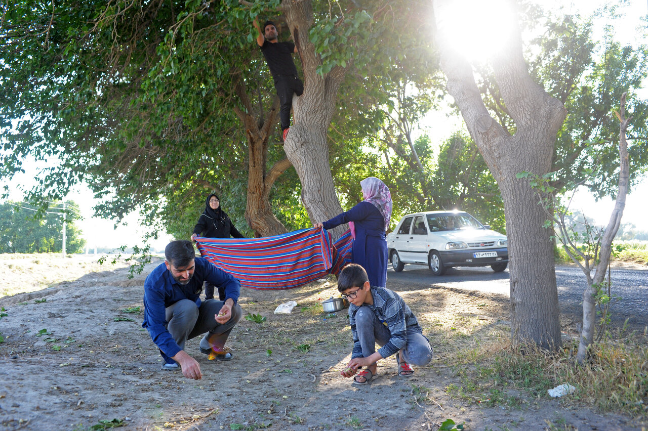 خیر و برکت باغبان و زدودن گناه |نذری به نام کاشت درخت توت و خرزهره