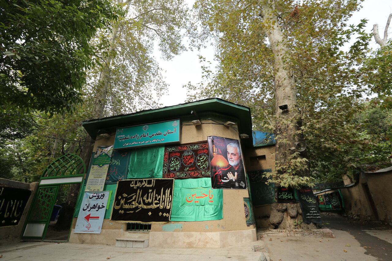 راز گندمزارهای طلایی و نذری خوش طعم امامزاده شعیب(ع)