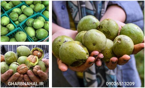 با نهال گردوی پیوندی، به درآمد برسید