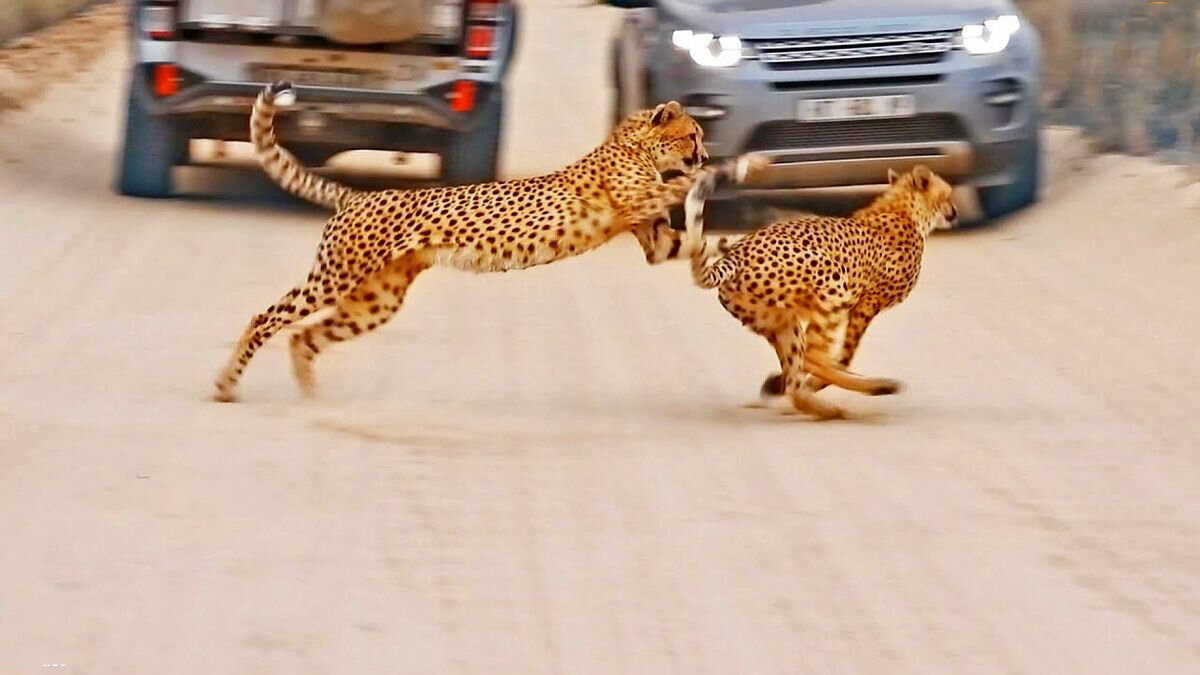 جاده را برای یوزها امن می کنیم