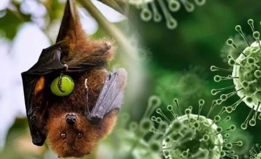 هشدار جدی متخصصان: افزایش خطر همهگیری بعدی با این ۴ ویروس | یک کارشناس از خطر سارس، ابولا و نیپا میگوید