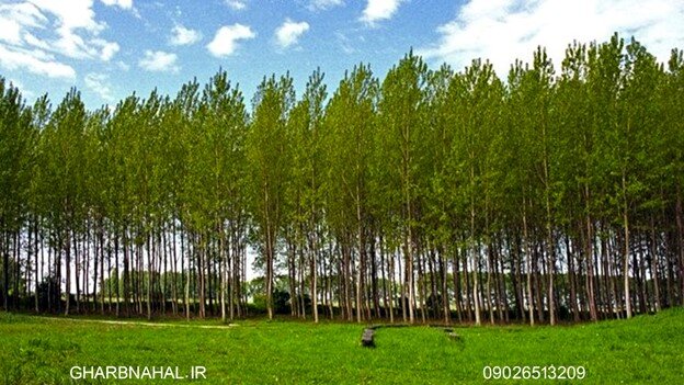اگر قصد دارید به درآمد برسید، شروع به کاشت نهال صنوبر کنید