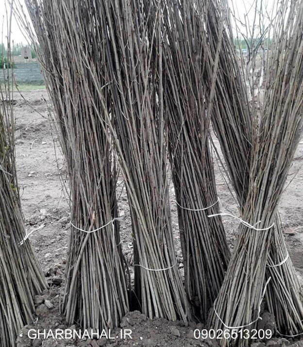 اگر قصد دارید به درآمد برسید، شروع به کاشت نهال صنوبر کنید