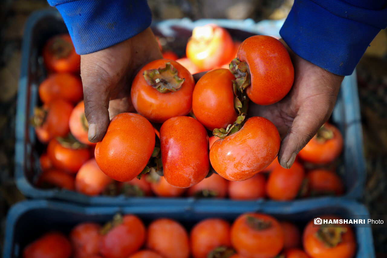 خرمالو، میوه محبوب اما خطرناک! سهم روزانه و بهترین زمان مصرف آن چه وقت است؟