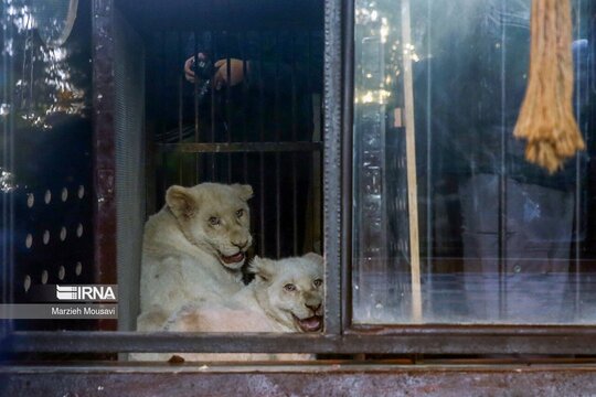 انتقال شیرهای سفید به باغ وحش