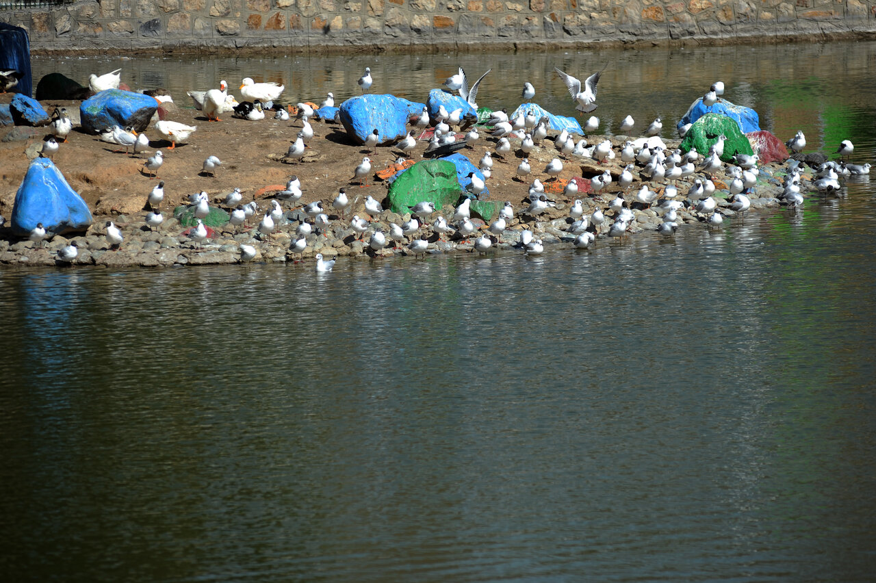 به تماشای حیوانات در بوستانهای پایتخت بروید