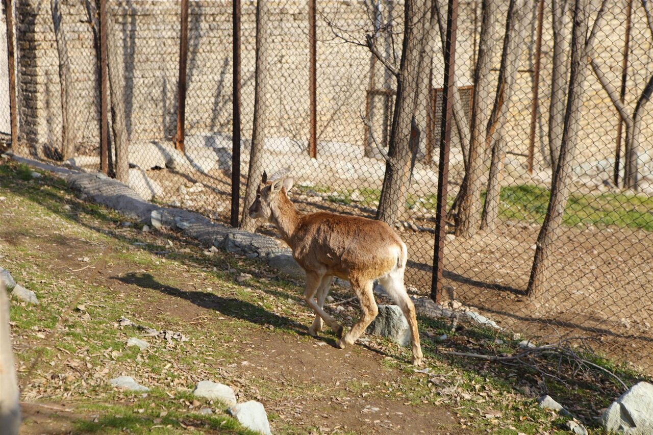 به تماشای حیوانات در بوستانهای پایتخت بروید