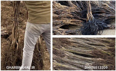 با خرید کدام نهال بیشتر کسب درآمد کنید؟