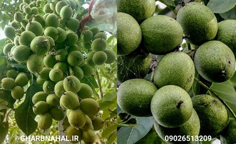 سودآوری با خرید و کاشت نهال گردو پیوندی