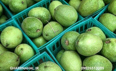 سودآوری با خرید و کاشت نهال گردو پیوندی