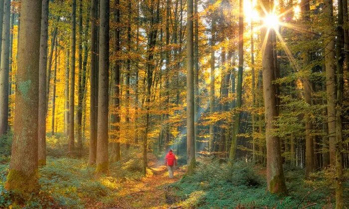 بهبود ۲۰ درصدی عملکرد مغز و افزایش خلاقیت در طبیعت | راهکارهایی برای استفاده بهتر از محیط طبیعی