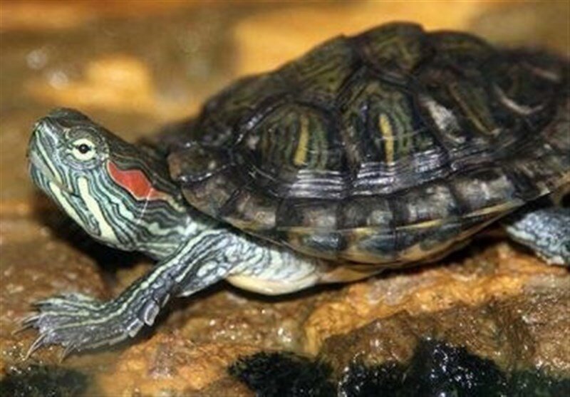 حیات وحش , بحران های محیط زیست ,