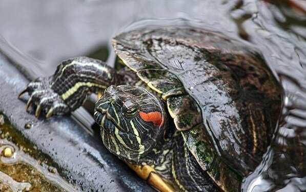 حیات وحش , بحران های محیط زیست ,