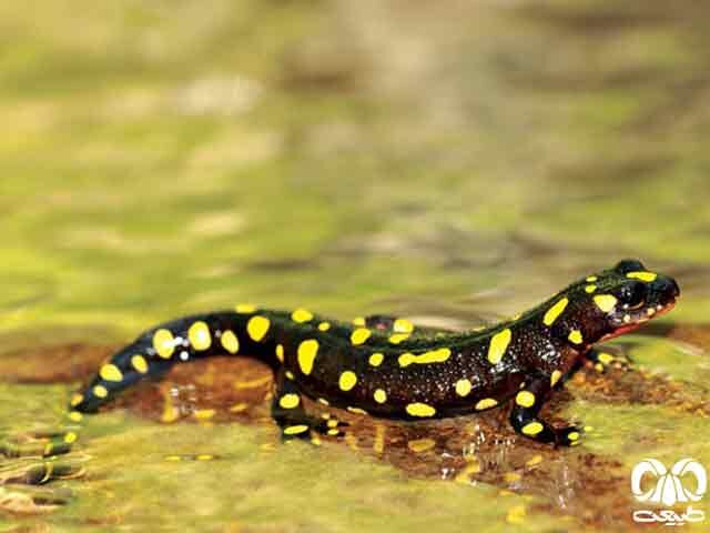 از دیدن این حیوانات در مترو تهران تعجب نکنید