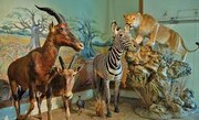 تا حالا در تهران به موزه‌های حیات وحش رفته‌اید؟ | تماشای جانوران وحشی در پایتخت!