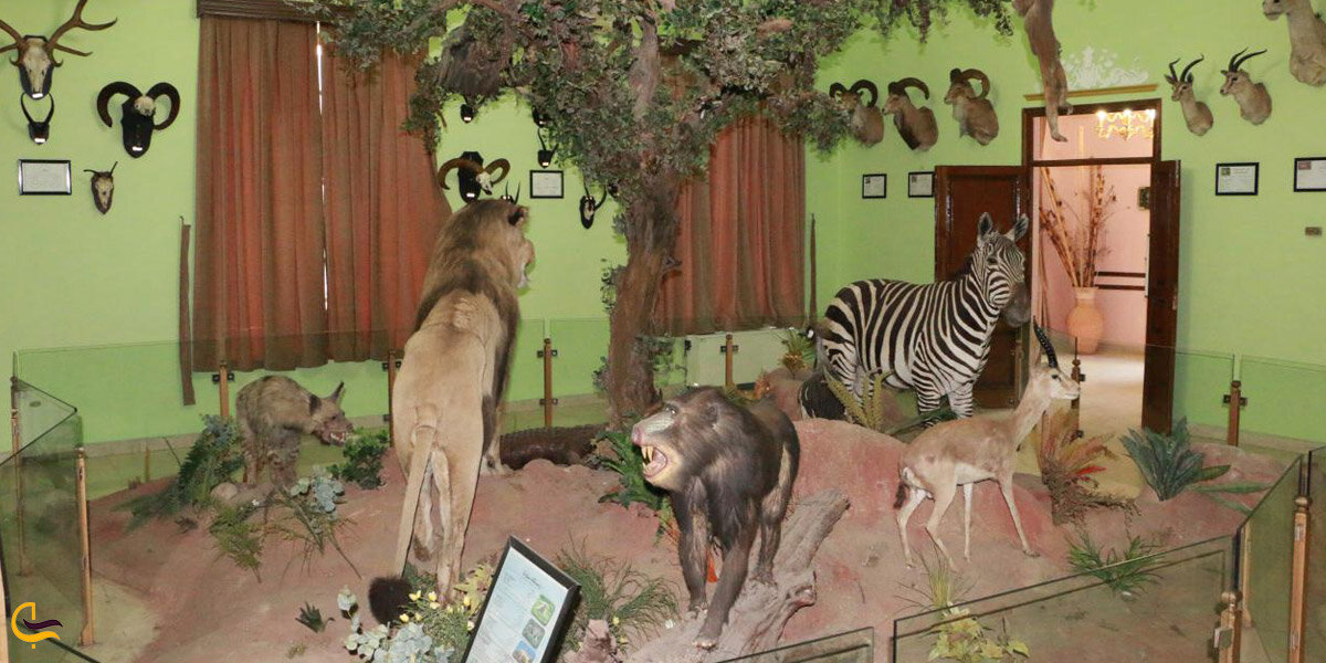 تا حالا در تهران به موزه‌های حیات وحش رفته‌اید؟ | تماشای جانوران وحشی در پایتخت!