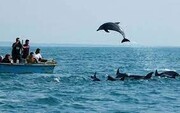 تصاویر زیبا از بازی دلفین‌های جزیره هنگام مقابل قایق گردشگران