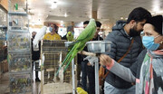 در بازار پرندگان تهران همه نوع حیوانی پیدا می‌شود | اینجا بازار مکاره حیوانات خانگی است