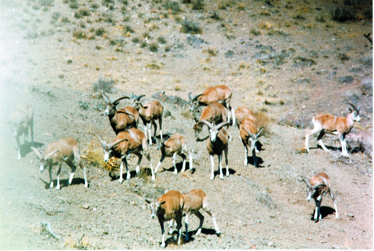 برای تماشای قوچ و میشهای زیبا اینجا بروید