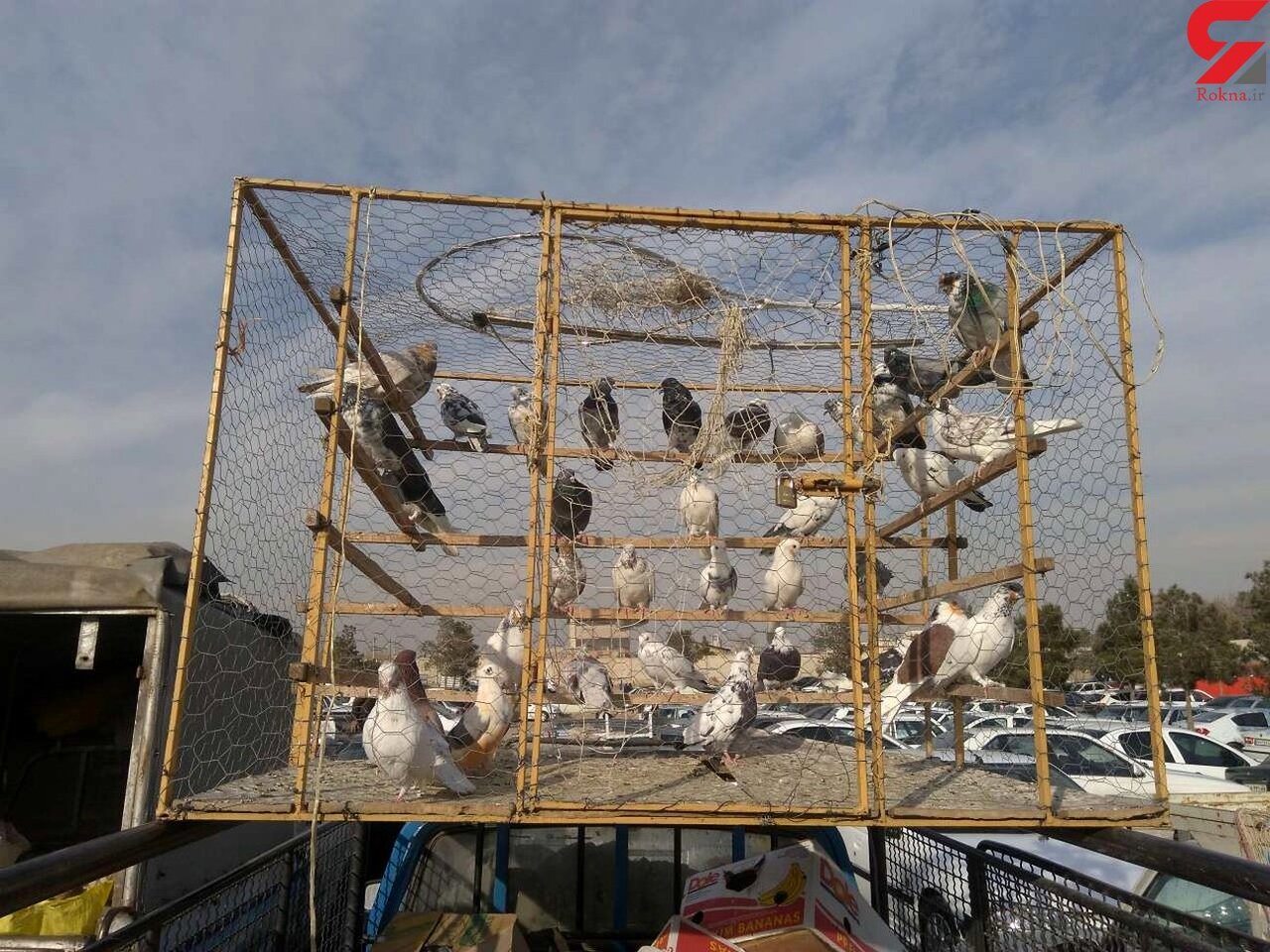 بازار پرندگان خلیج فارس