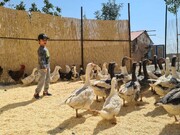 انس با حیوانات در مزرعه خورشید